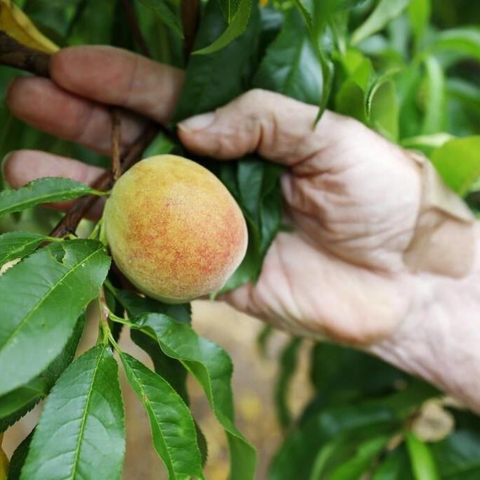 As winter warms, farmers in southern US find ways to adapt